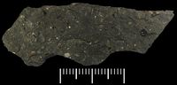Druhá strana kamene - v pravé části je kulatá šupina <em>Sphearolepis kounoviensis</em>