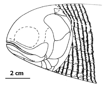 <em>Spinarichthys dispersus</em> (Fritsch, 1895) [1]